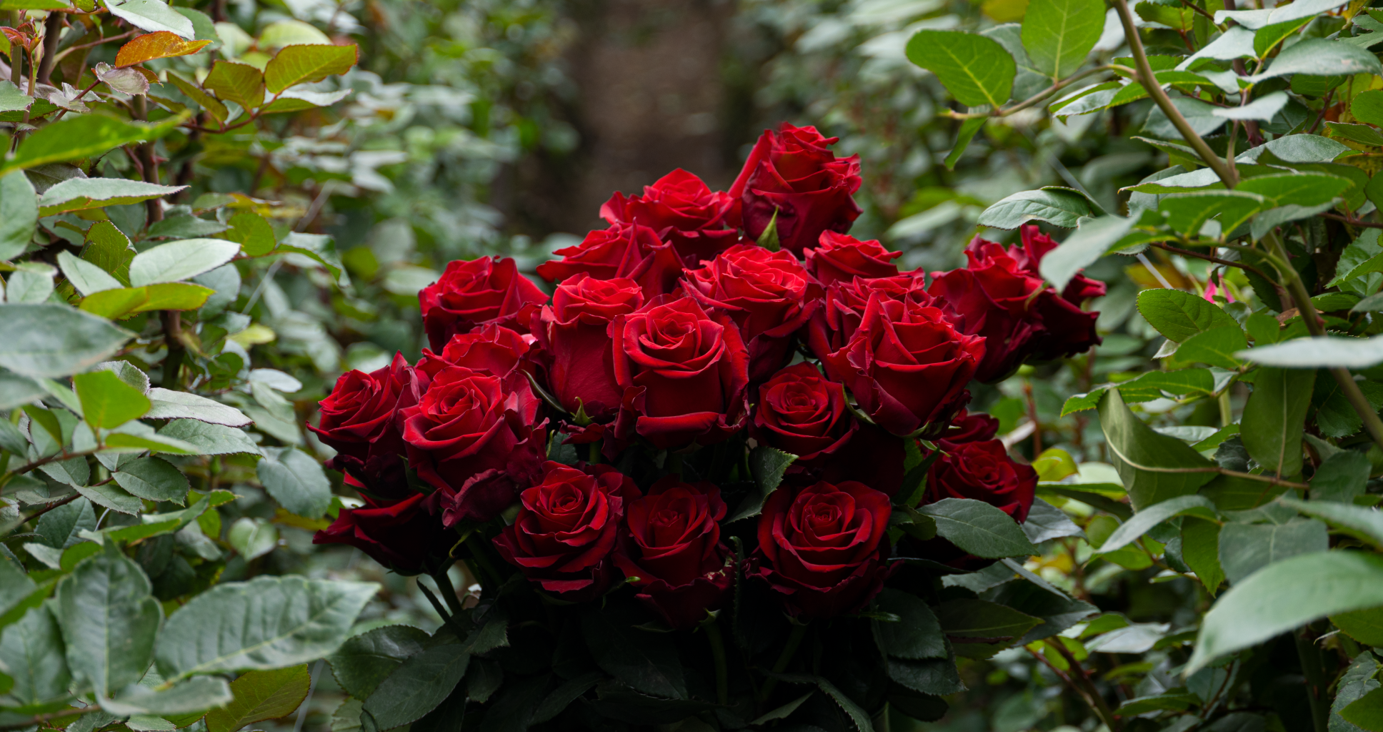 Operativización y Cumplimiento de Certificaciones banner